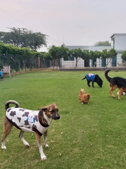 A wide shot of the lawn showing multiple dogs enjoying the space, each doing their own thing. This is what freedom looks like.