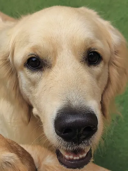 A close-up of a sweet Golden Retriever, showing off a happy and gentle expression. These dogs have such kind souls.