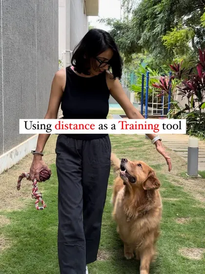 This series is all about using distance as a powerful training tool for reactive or fearful dogs.