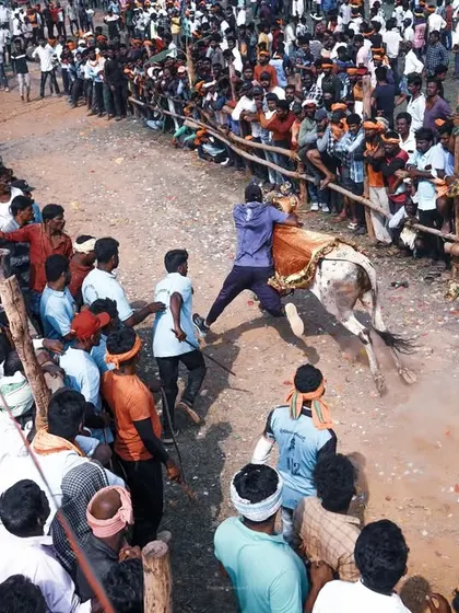 Another perspective of the 'Hattihabba' festival, capturing the dynamic interaction between the participants and the bull. The high-angle shot shows the patterns of movement within the crowd.