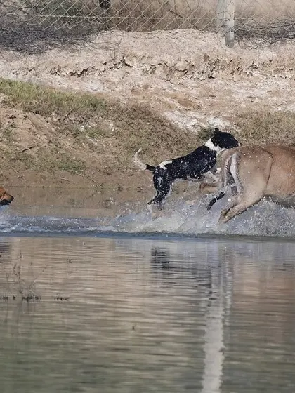 The dogs close in on the Nilgai in the water. This is a brutal moment of conflict, a direct consequence of the growing population of unmanaged domestic animals in wildlife habitats.