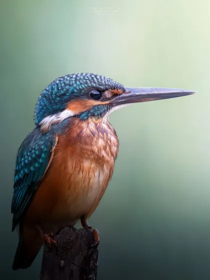 A close-up portrait of a Common Kingfisher, its head feathers showing an incredible texture and iridescence.