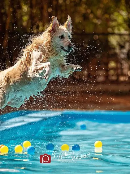 Capturing the perfect action shot, like Ginie the Golden Retriever mid-flight, is all about patience and understanding a dog's energy. These moments of pure bliss make for unforgettable photographs.