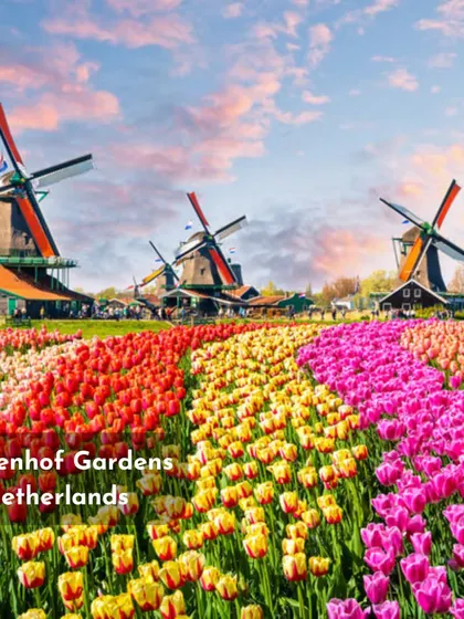 The iconic Keukenhof Gardens in the Netherlands, with its endless fields of tulips, is a breathtaking display of color and scale. This is a reminder of the powerful impact that flowers can have on a landscape.