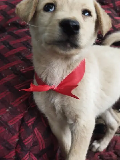 A close-up of Chloe, the adoptable Indie-Lab puppy. You can see the sweet and gentle nature in her eyes. She has been dewormed and is a healthy, playful girl.