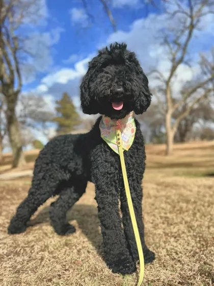 Nelly was a super excitable pup who needed to learn the basics and work on her impulse control. Now she can handle her excitement and has become a well-mannered companion.