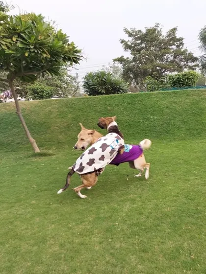 Two dogs in sweaters engaged in a playful chase. The fun continues even when the weather is cool.