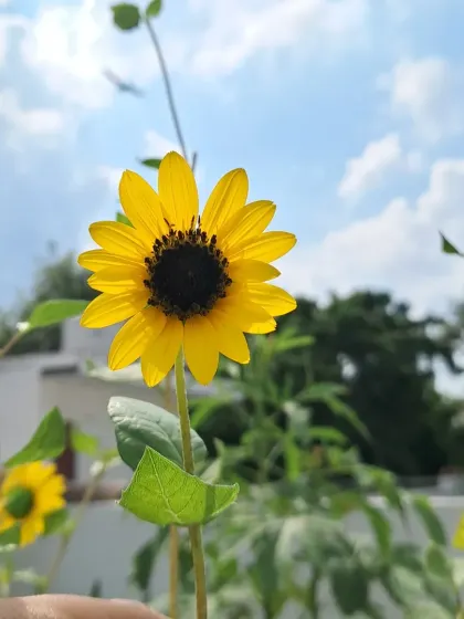 A cheerful sunflower in my terrace garden. I can show you how to grow them from seed to flower.
