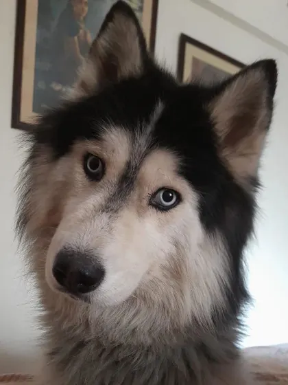 The stunning eyes of a Siberian Husky. I have experience with a wide variety of breeds, each with their own unique traits and care requirements.