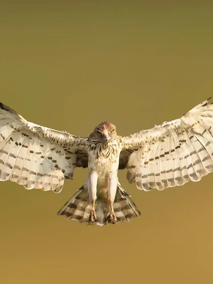 A Short Toed Snake Eagle in full flight, wings spread wide against a clean background. This symmetrical, powerful pose makes for a striking fine art print.