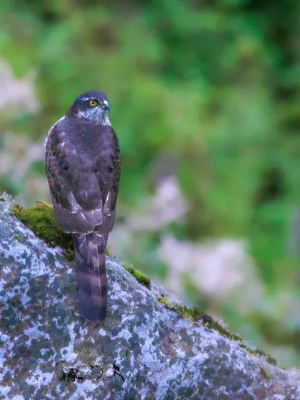 The Eurasian Sparrowhawk, a skilled hunter of small woodland birds, perched quietly on a rock. They are often seen in quick, agile hunting flights.