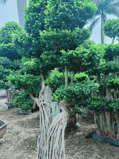 This image showcases several large bonsai trees, including some with exposed roots, known as the "root-over-rock" style. I can provide a variety of aged and styled bonsai for different garden themes.