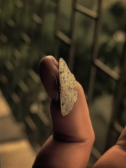 A moth resting on my finger. This shot captures a moment of connection between human and nature, highlighting the delicate texture of its wings.