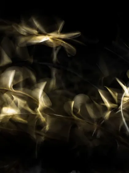 The night surge of termites, their phototactic behavior drawing them to artificial lights in a mesmerizing display.