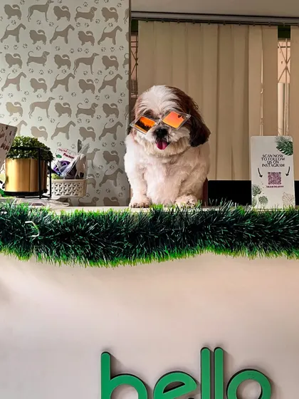 Meet our new front desk superstar, ready to greet you with style! We believe grooming should be a fun experience, and we love to capture the quirky and adorable personalities of our furry clients.