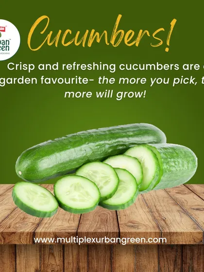 Crisp and refreshing cucumbers are a garden favorite. A fun fact about them is that the more you pick, the more the plant will produce. We offer high-quality seeds to get your continuous harvest started.