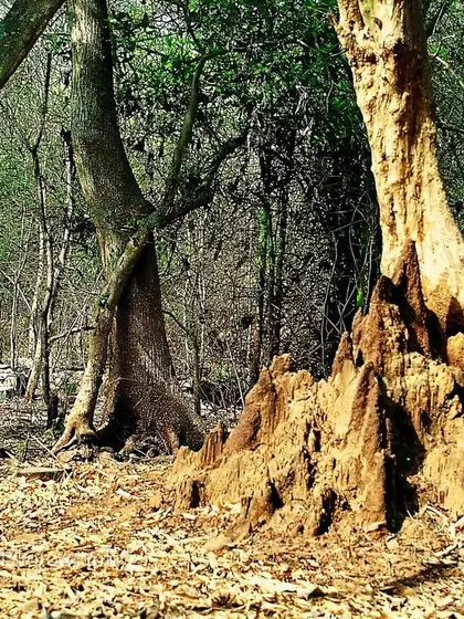 A termite mound stands prominently in the dry deciduous forest of SGNP. The forest floor is a carpet of brown, brittle leaves, a scene of dormancy and patience.