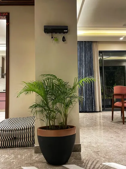 An Areca Palm in a two-toned pot adds a touch of green to this living area. It's a great air-purifying plant that is relatively easy to care for indoors.