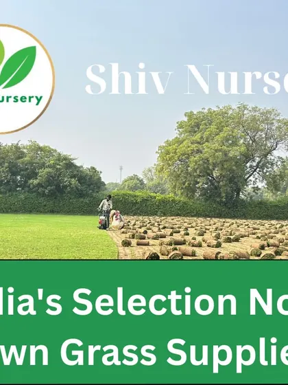 Harvesting Selection No. 1 grass on my farm. I ensure only the best quality turf is sent to my clients.