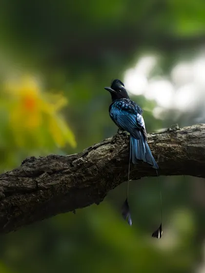 A Greater Racket-tailed Drongo perched on a branch. The challenge here is to capture the full length of its unique tail feathers while keeping the bird sharp and well-lit.