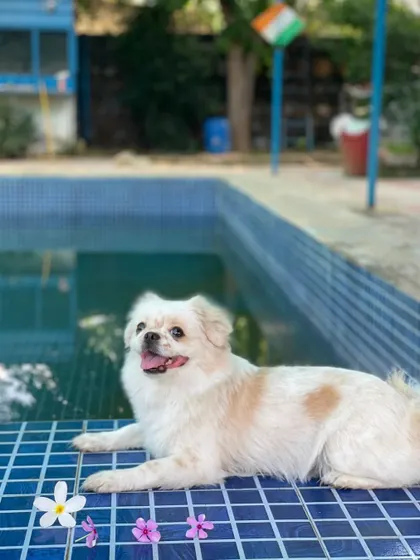 This adorable Pekingese is posing by the poolside, looking like a true model. Our venue is not just fun but also very picturesque.