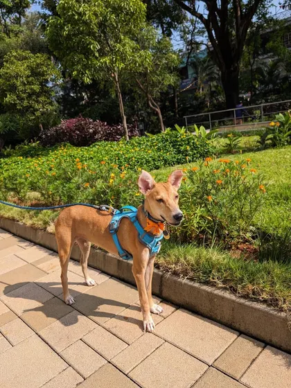 Maria looking poised and happy in a park setting. She is a testament to the beauty and grace of Indian dogs.
