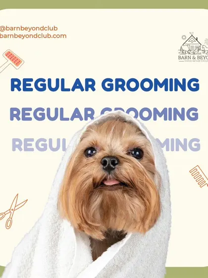 We believe every grooming session should feel like a spa day. This little one is all wrapped up and feeling cozy after a gentle, refreshing bath. This is the first step to getting your fur baby looking and feeling absolutely pawfect!