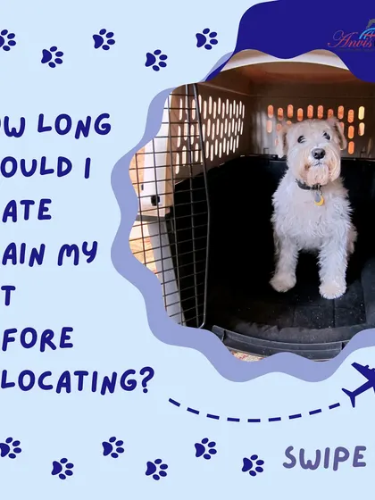 Wondering how long you should crate train your pet before relocating? We provide expert guidance to ensure your pet is fully prepared and comfortable for their journey.