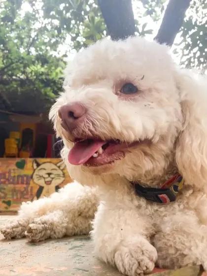 A beautiful Poodle enjoying the day. We wish all our fur babies and their parents a Happy Valentine's Day.