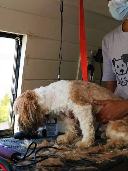 A lot of fur has come off, but Simba is patient. Regular grooming prevents the fur from becoming matted and unmanageable.