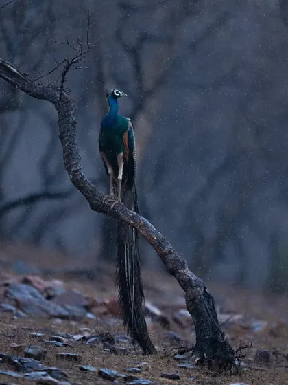 A peacock enjoying a light drizzle in Ranthambore, its vibrant colors standing out against the gloomy sky.