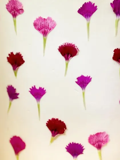 A close-up detail of a pressed flower cake, showing how real, edible carnation petals are carefully placed on the buttercream to create a beautiful, natural pattern.