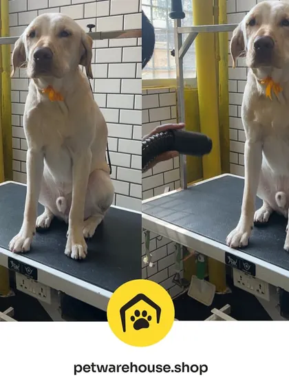 A handsome Labrador posing on the grooming table. Their coat is clean, their nails are trimmed, and they look ready for anything after their professional grooming session.