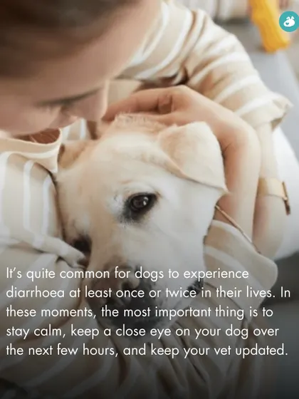 It's common for dogs to experience diarrhea. The most important thing is to stay calm, monitor them closely, and keep your vet informed about their condition.