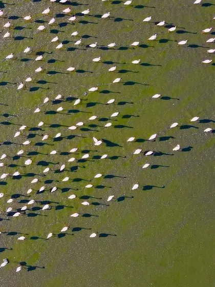 An aerial drone shot of a massive flock of flamingos at Sambhar Lake. This perspective reveals the incredible scale of the congregation and the beautiful patterns they create.
