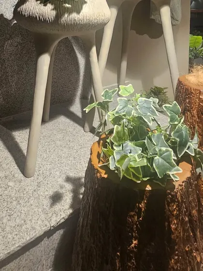 A creative and natural decor idea. This image shows a plant nestled inside a hollowed-out log-style planter, bringing a rustic, forest-like feel to the space.