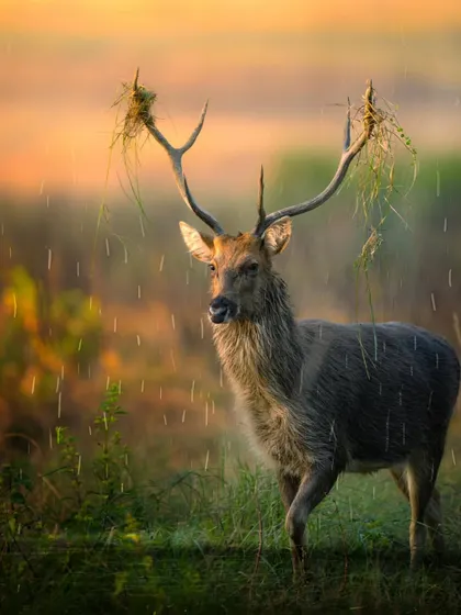 A Barasingha stag in the rain, with grass caught in its magnificent antlers. This image tells a story of survival and beauty in harsh conditions.