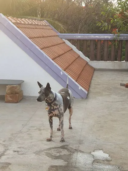An alert Indie dog standing watch on the rooftop. This space provides great enrichment with lots of new sights, sounds, and smells.