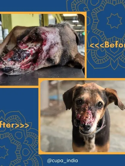 This dog was rescued with his entire snout destroyed by a maggot wound. After extensive treatment, he recovered and his face healed remarkably.