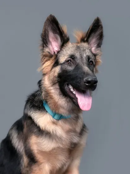 A noble portrait of a young German Shepherd. The studio lighting beautifully highlights the textures and colors of his fur.