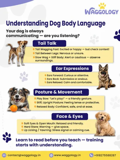 I believe in empowering you, the pet parent. A huge part of my coaching is teaching you to understand your dog's body language. When you can read their signals, you can respond to their needs, prevent problems before they start, and build a much deeper connection.