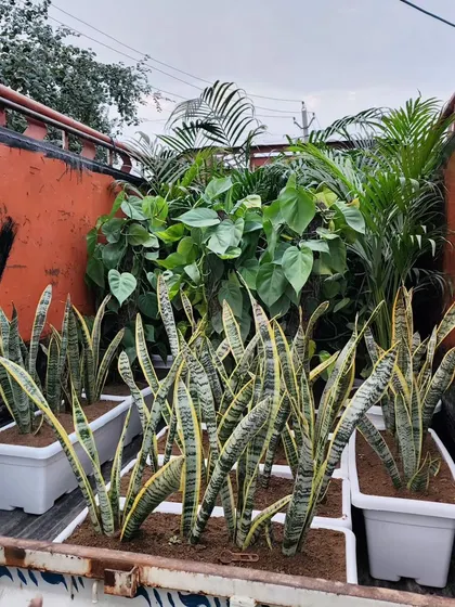 A truck loaded with Snake Plants (Sansevieria) and other foliage for a Green Makeover project in Delhi. We use a variety of plants to create vibrant, eco-friendly havens.