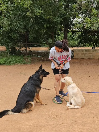 A successful socialization moment between Ari the Golden Retriever puppy and my GSD, Duggu. I often use my own dog as a stable, neutral demo dog to help puppies learn appropriate social skills.