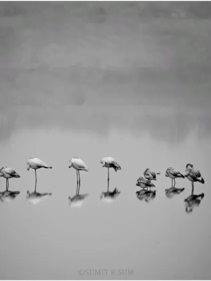 A flock of flamingos huddled together on a cold, foggy morning, presented in black and white to evoke a sense of moody togetherness.
