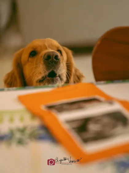 Grey peeking over the table, curious about the ultrasound photos. Including pets in every step of the journey makes for a beautiful story.