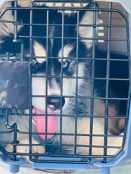 This puppy is ready for his flight. I use airline-approved crates to ensure every puppy travels safely and comfortably to their new home, no matter the distance.