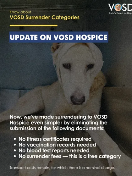 We've simplified the surrender process for our VOSD Hospice program. We provide end-of-life care for senior street dogs, and removing barriers means more of them can find peace in their final days.