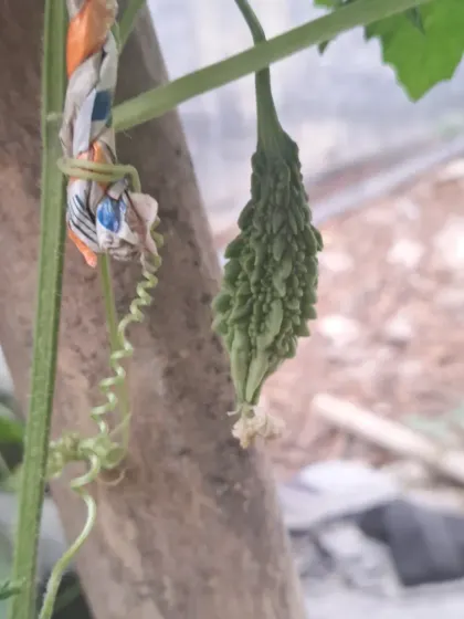 A young karela supported by a wooden post. Simple, everyday items can be used to support your climbing plants.