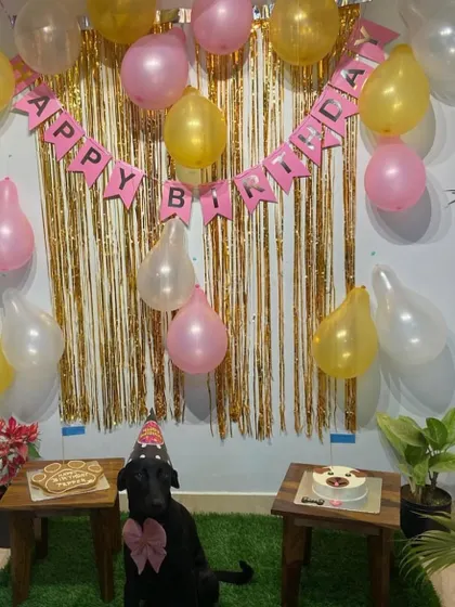 This lovely black Lab is celebrating with two different treats: a cookie and a cake. It's a great idea for providing variety or for celebrating multiple dogs at once.
