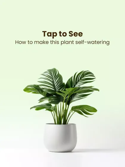 Discover the convenience of my self-watering pots. They are designed with a reservoir system that keeps your plants perfectly hydrated with minimal effort, promoting healthier growth.